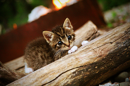 全国少年棒球赛,小将们的竞技舞台,少年棒球联赛