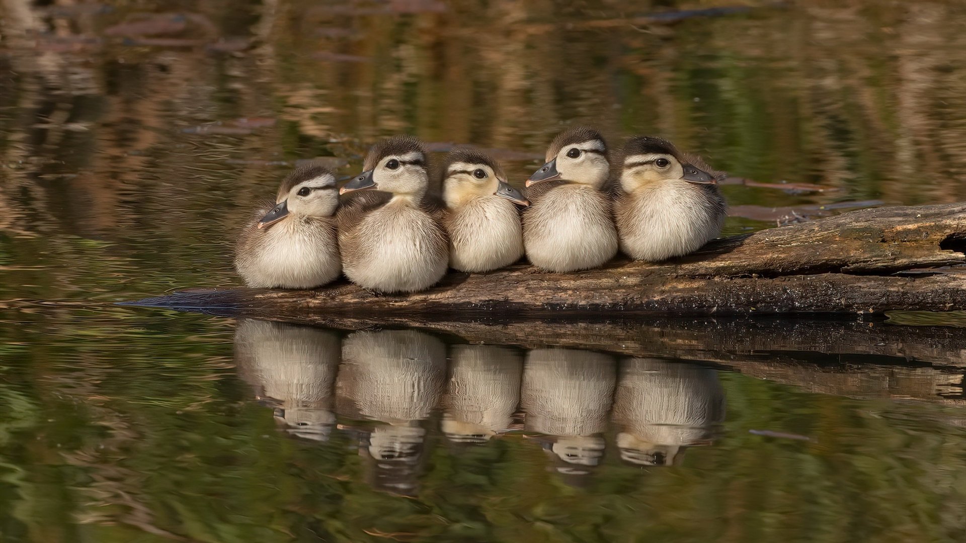 史上最“恐怖”的防守者之一:斯托亚科维奇连续两场抢断数超过5次!