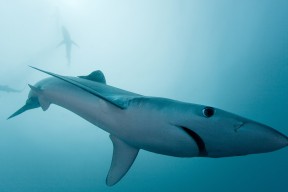 爱游戏娱乐网址-巴西男篮在巴黎奥运会小组赛中取得首胜，巴西男篮落选赛